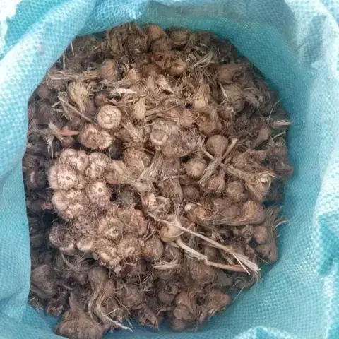 فروش پیاز زعفران درجه یک.ارسال به سراسر کشور|گل و گیاه طبیعی|قزوین, |دیوار