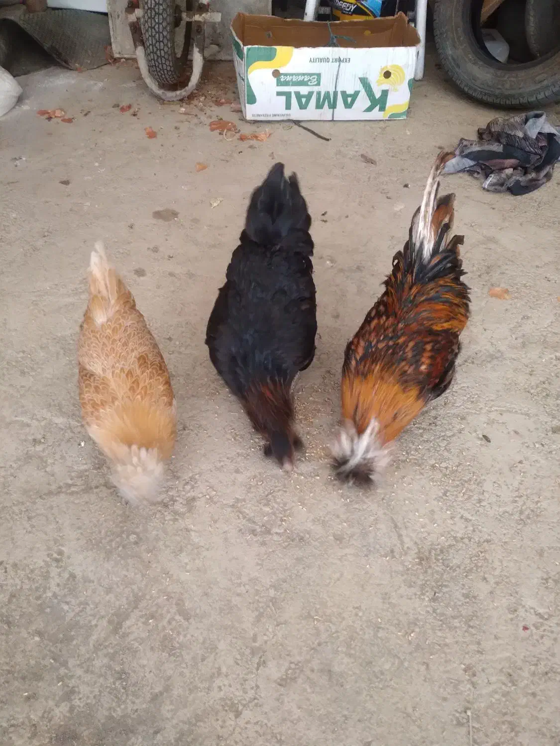 مرغ وخروس لهستانی|حیوانات مزرعه|سنندج, |دیوار