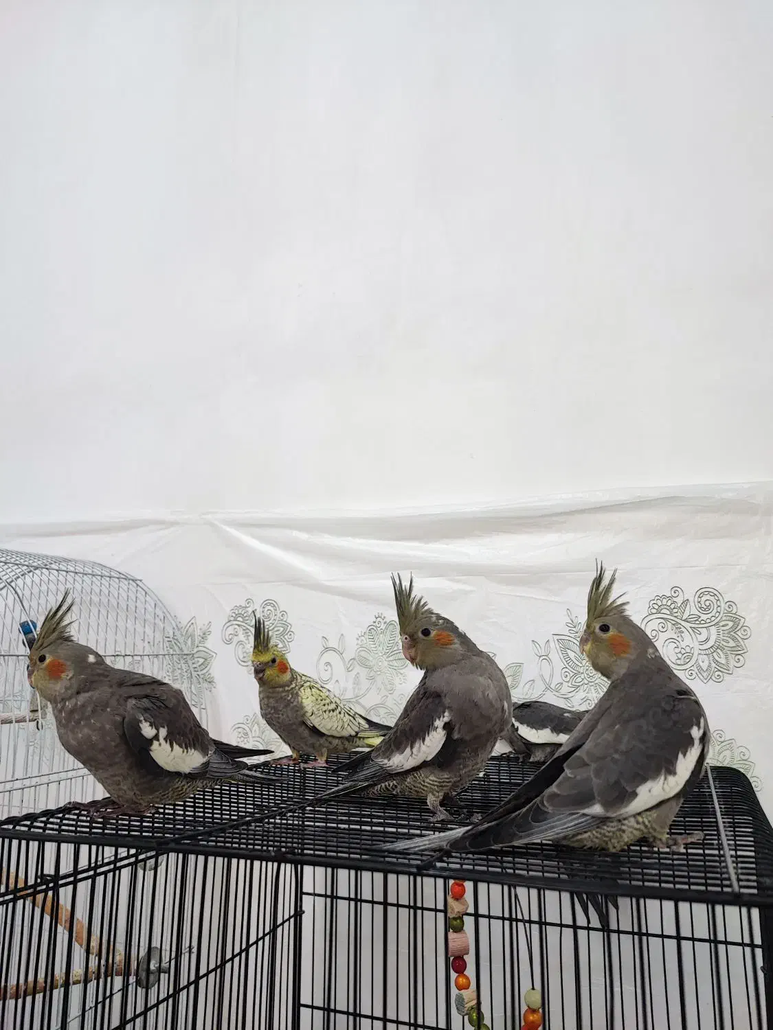 جوجه عروس|پرنده|بهبهان, |دیوار