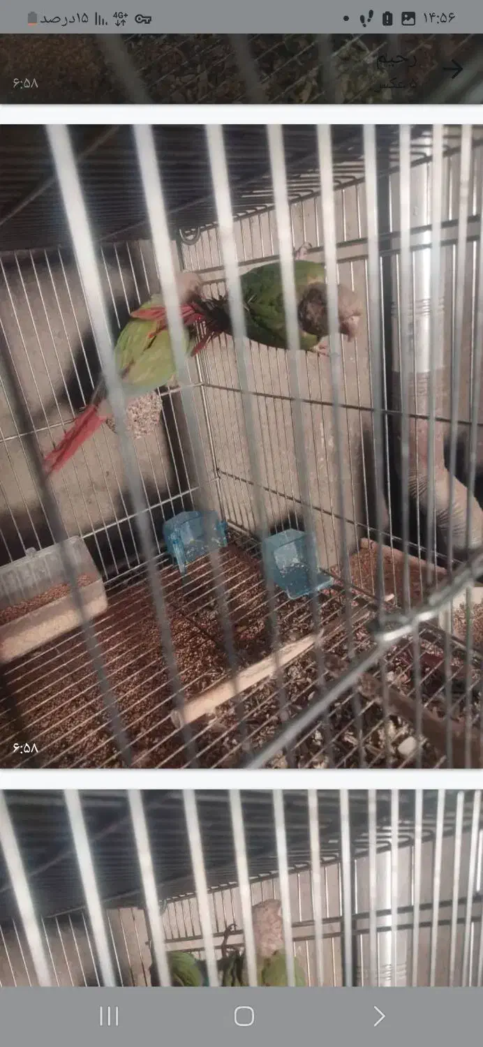 دو جفت گرینچیک اناناسی نرمال|پرنده|شهرضا, |دیوار