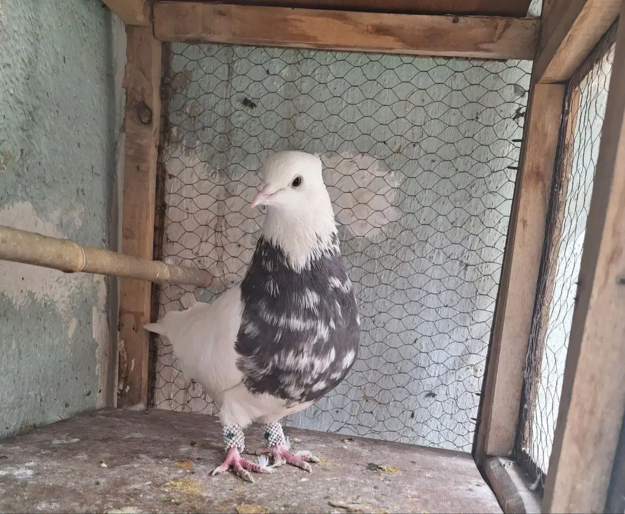 طوقی|پرنده|کوهدشت, |دیوار