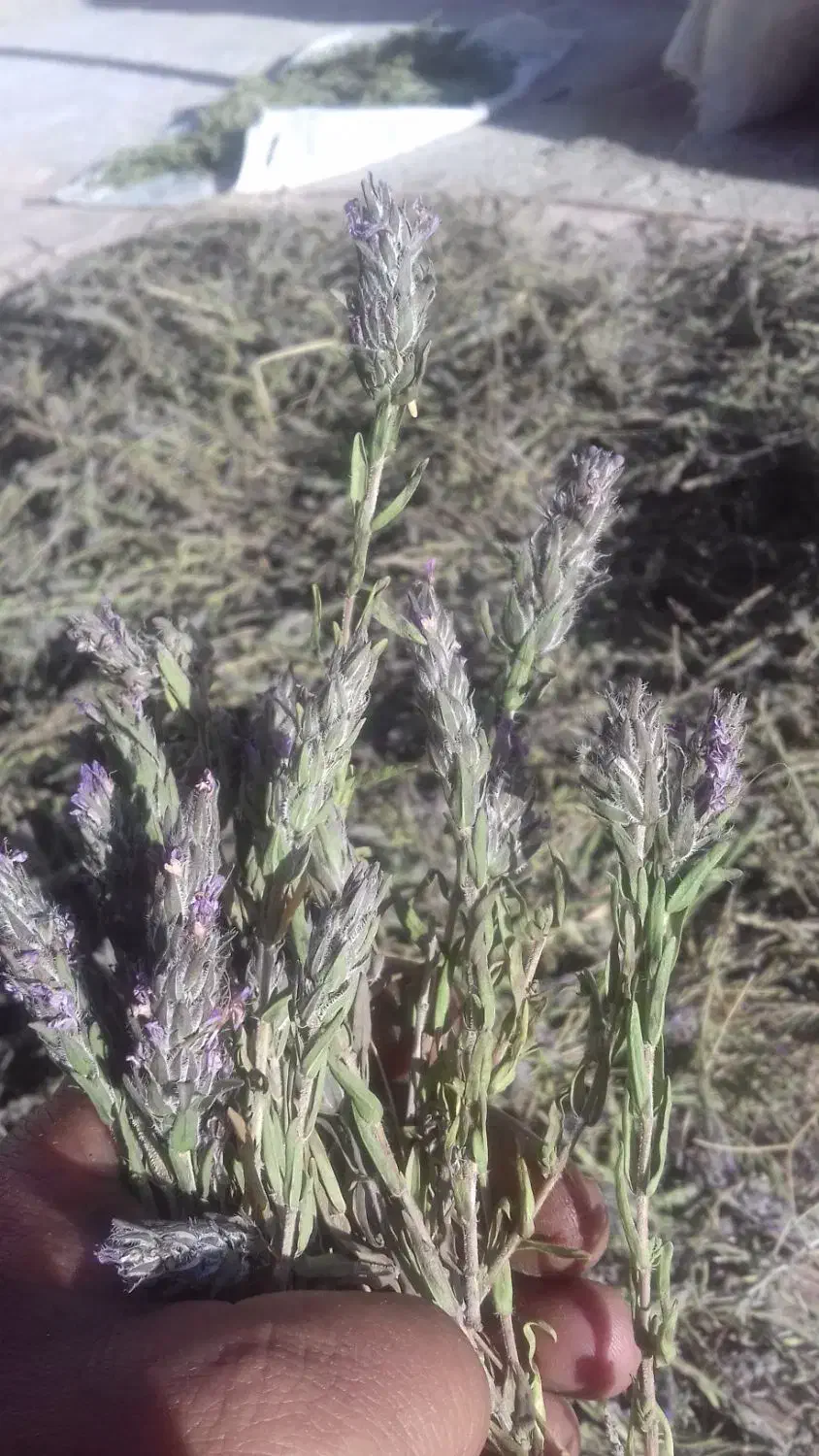 ازبوه|خوردنی و آشامیدنی|ایوان, |دیوار