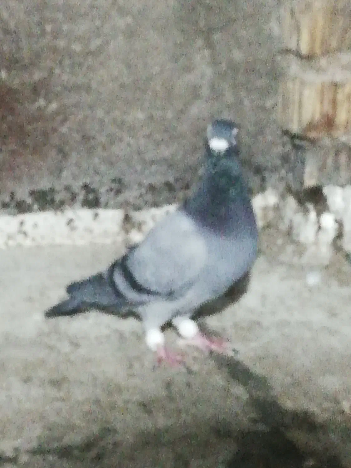 2تاکبوتر سبز 1 کوهی|پرنده|شیراز, هفت تنان|دیوار