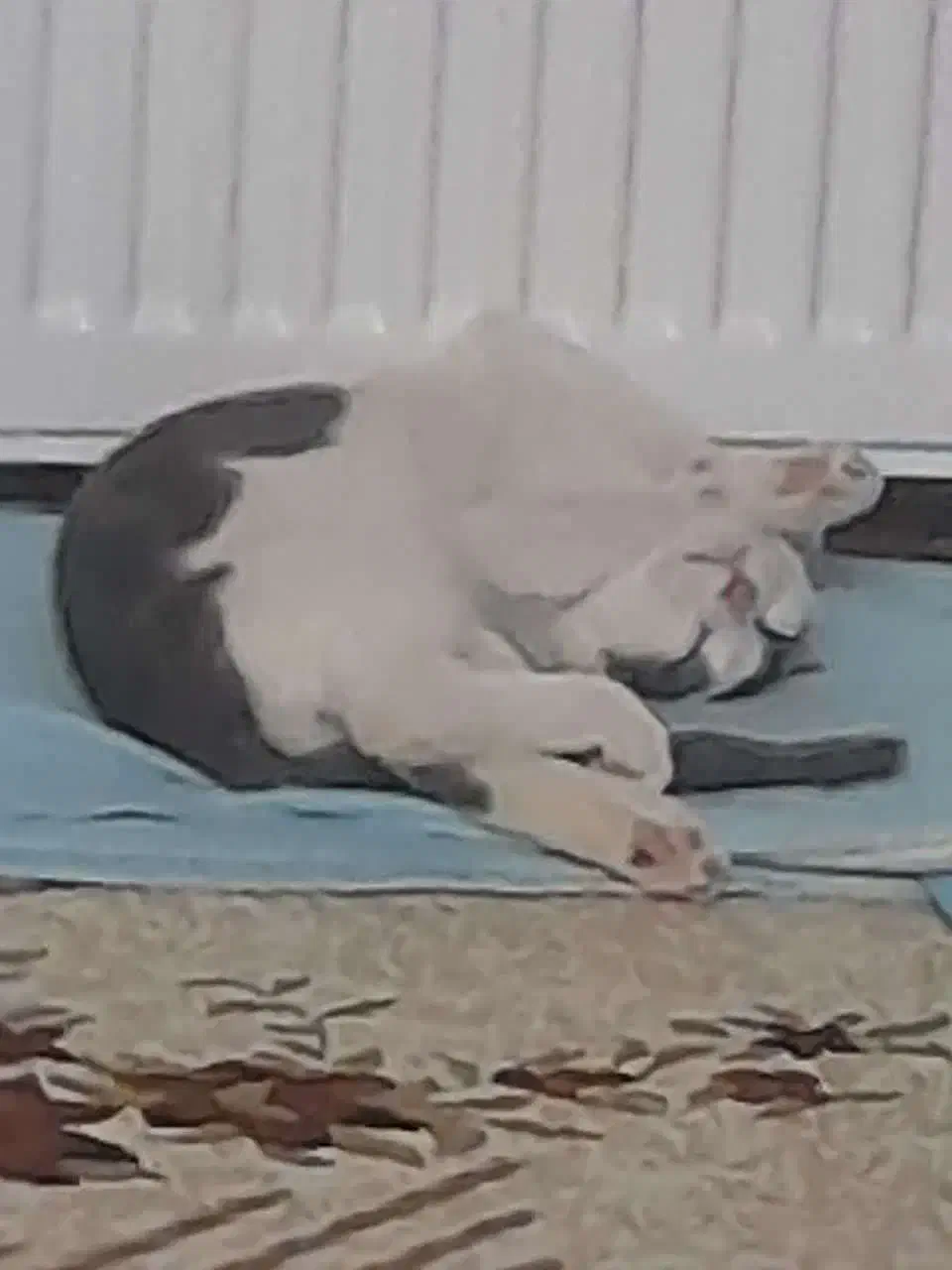 گربه خانگی|گربه|گلبهار, شهر جدید گلبهار|دیوار