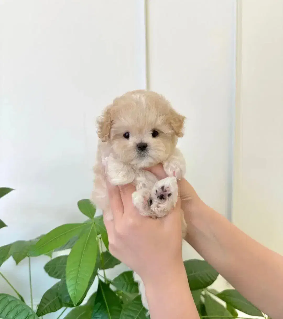 سگ های مینیاتور پاکوتاه و پشمالو واکسینه شده|سگ|خرمآباد, |دیوار