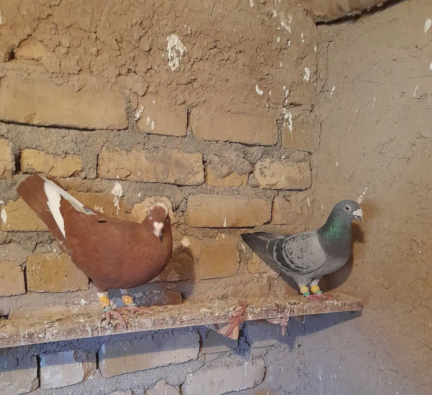 کبوتر|پرنده|اسفرورین, |دیوار