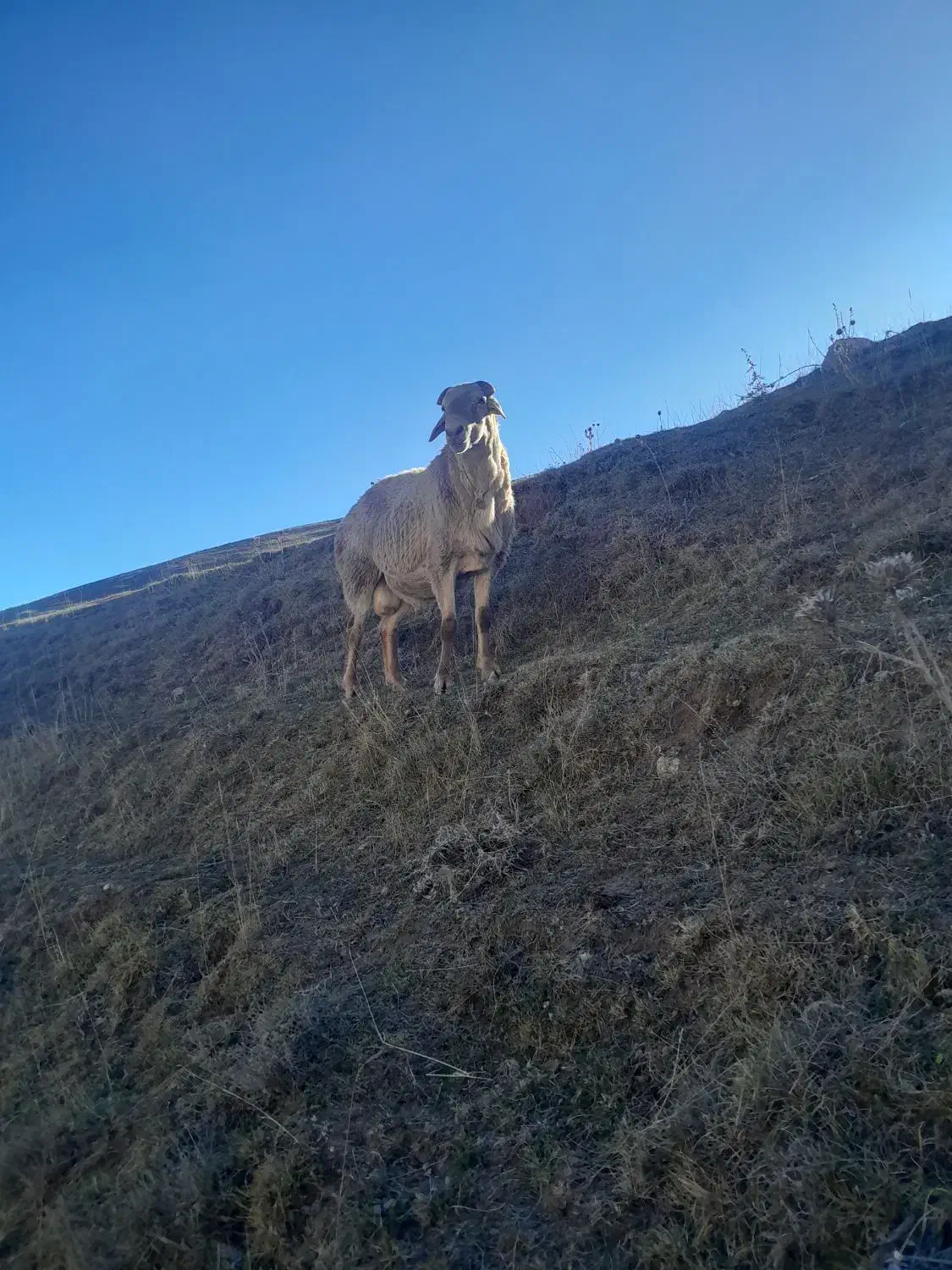 قوچ|حیوانات مزرعه|سرعین, |دیوار