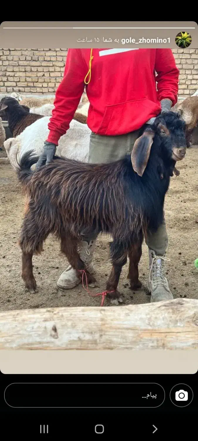 بزغاله چاق سالم به شرط|حیوانات مزرعه|بجنورد, |دیوار