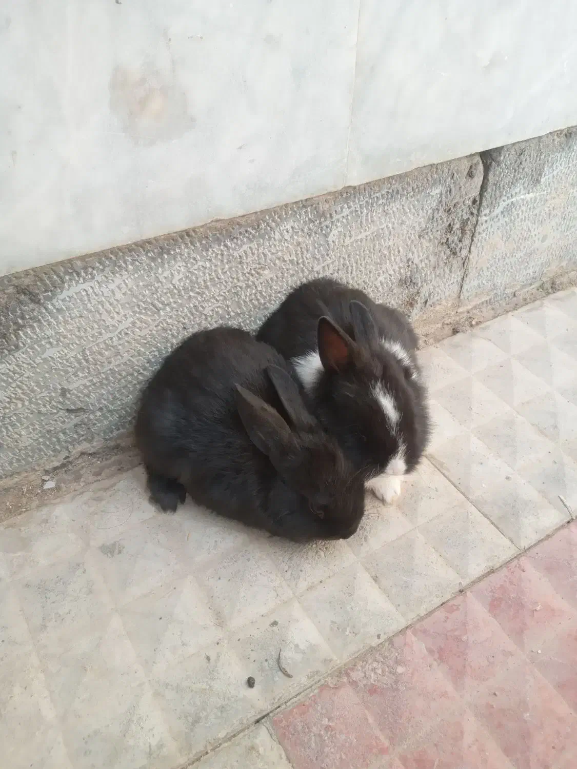 بچه خرگوش|موش و خرگوش|خمینیشهر, |دیوار