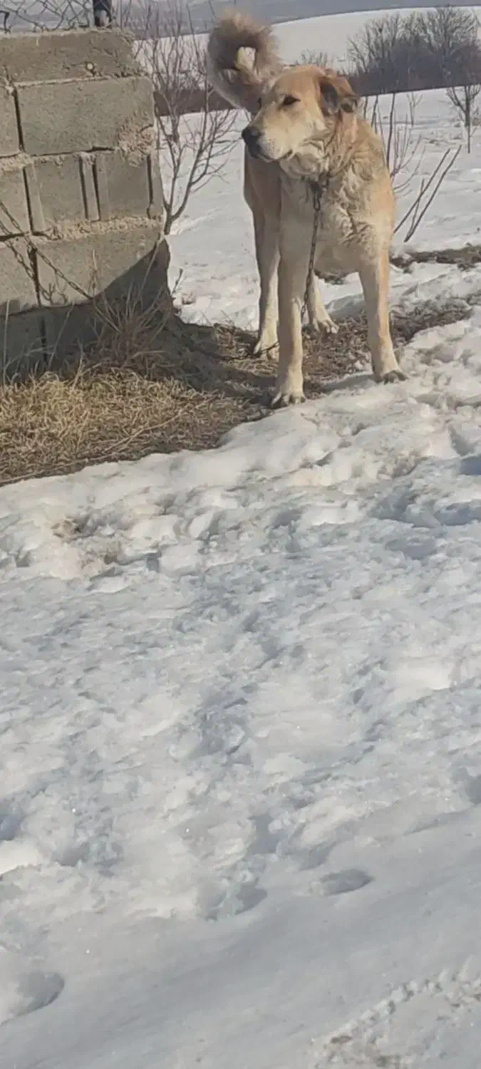 ماده سرابی|سگ|اهر, |دیوار