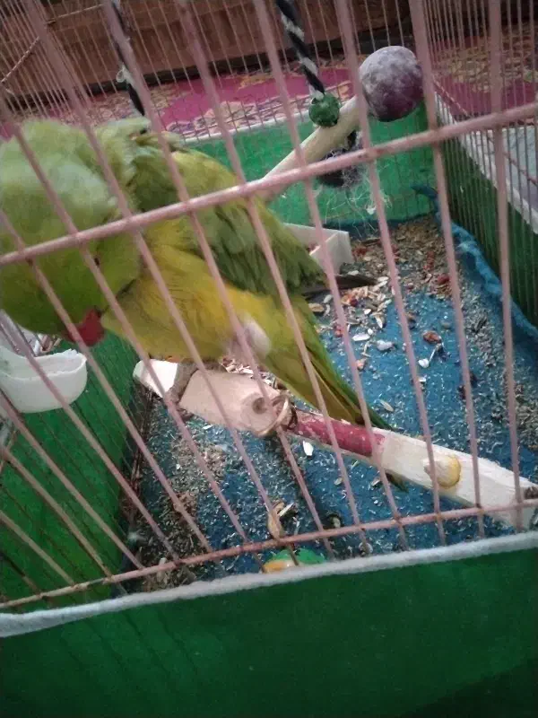 طوطی ملنگو|پرنده|رفسنجان, |دیوار