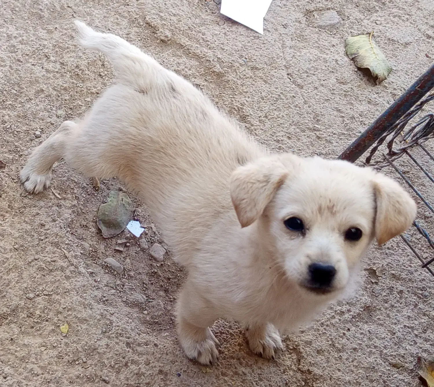 پاکوتاه|سگ|زنجان, |دیوار