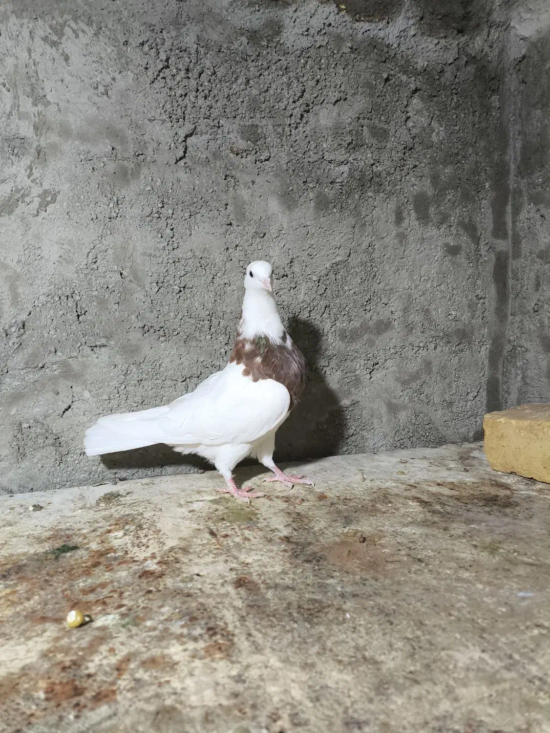 طوقی|پرنده|جرقویه, |دیوار