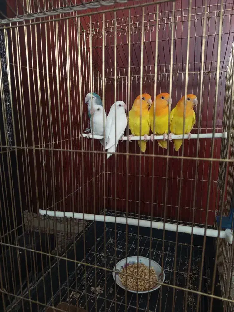 طوطی بریزیلی|پرنده|قائن, |دیوار