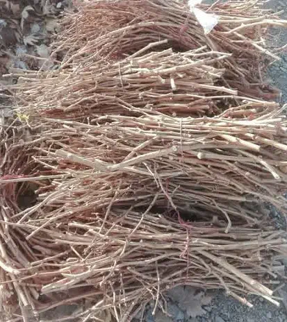 قلمه انگور بدون ریشه|گل و گیاه طبیعی|پیرانشهر, |دیوار