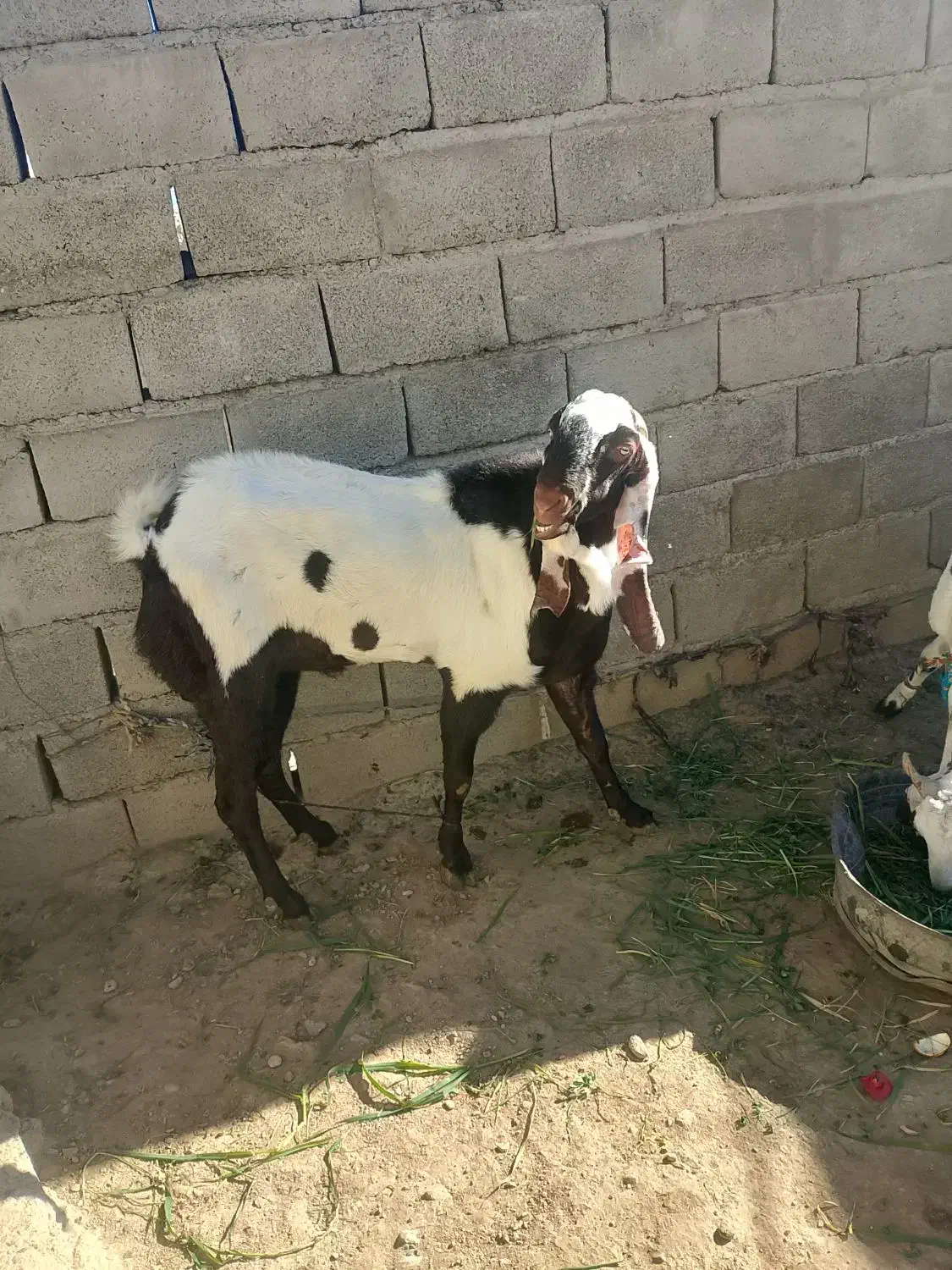 نر بزپنجاب فروشی|حیوانات مزرعه|پسکوه, |دیوار