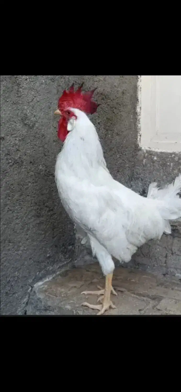 حراج حراج پرنده و محلی معاوضه دارم|حراج|علیآباد کتول, |دیوار