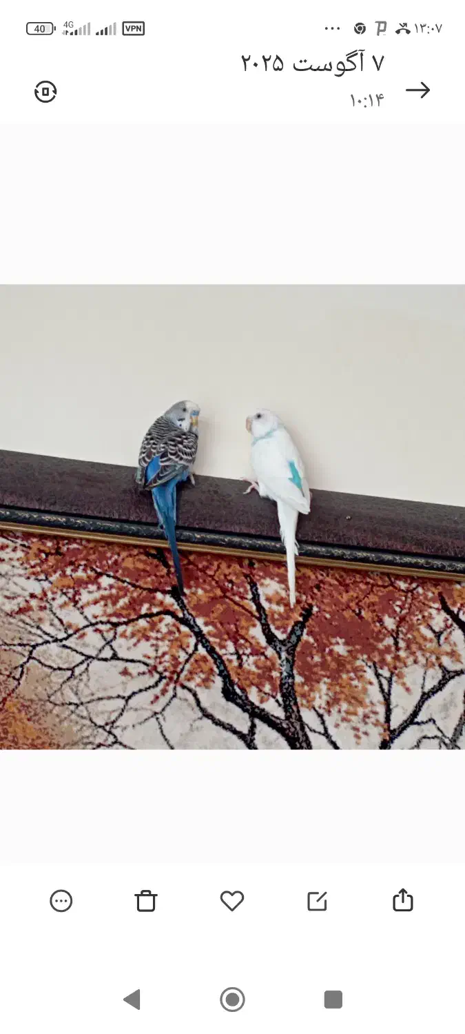 یک جفت مرغ عشق زیبا|پرنده|صدرا-فارس, فاز ۱|دیوار