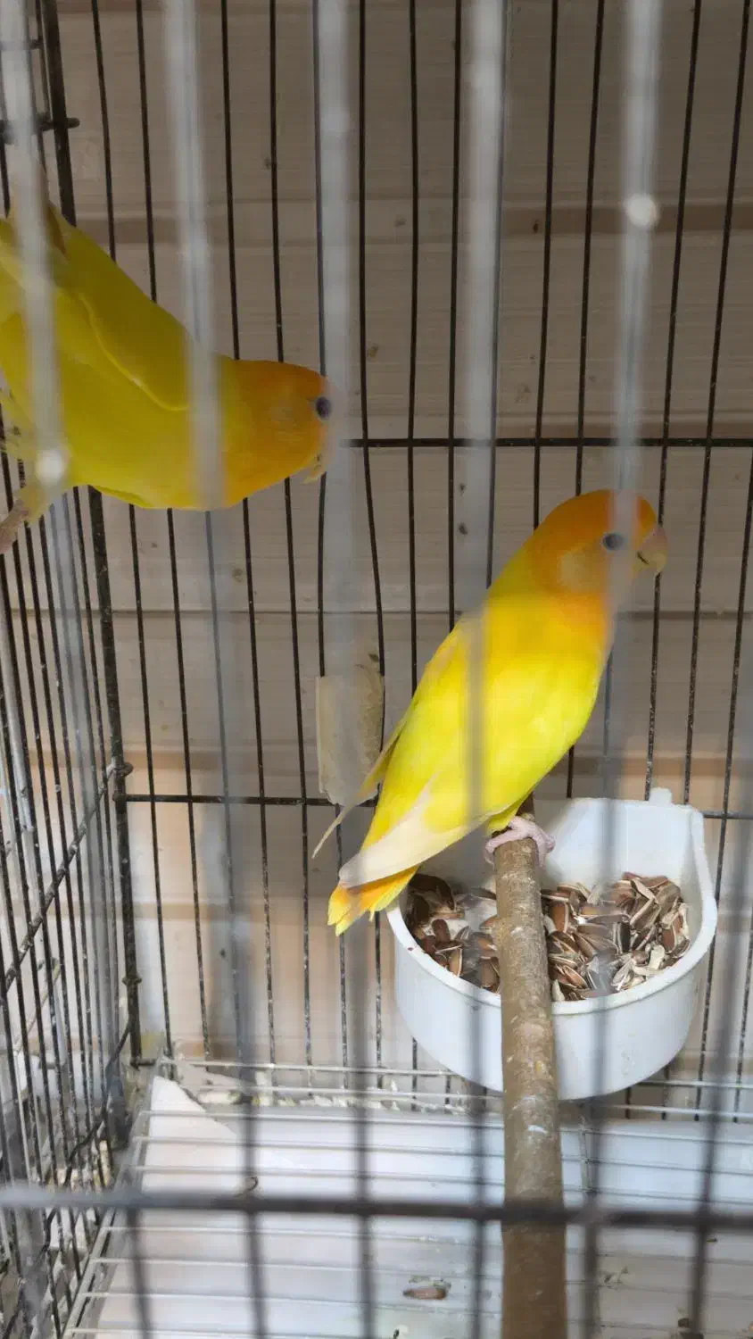 دو جفت کوتوله مولد روی تخم ماده گرینچیک دستی بالغ|پرنده|تربتحیدریه, پیشکوه|دیوار