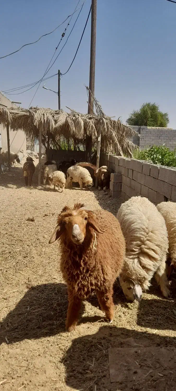 چند عدد بره نر و ماده سالم سرحال|حیوانات مزرعه|هندیجان, |دیوار