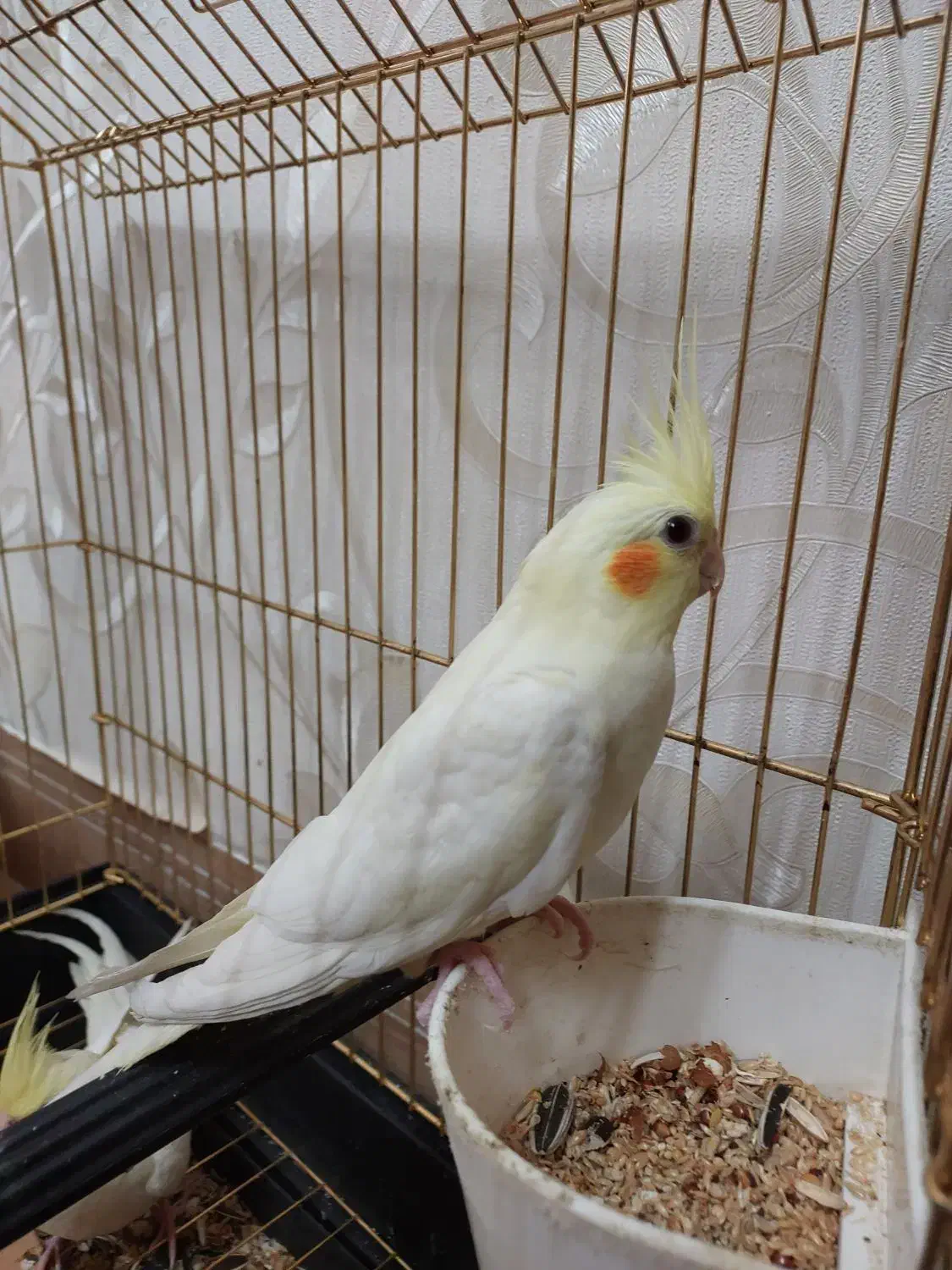 عروس هلندی|پرنده|قم, پردیسان|دیوار