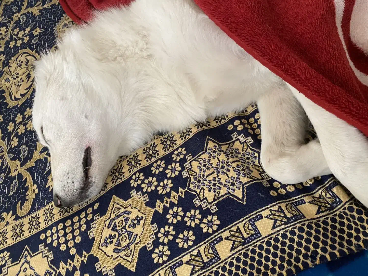 گمشده در محدوده درجزین و سنگسر|حیوانات|سمنان, |دیوار