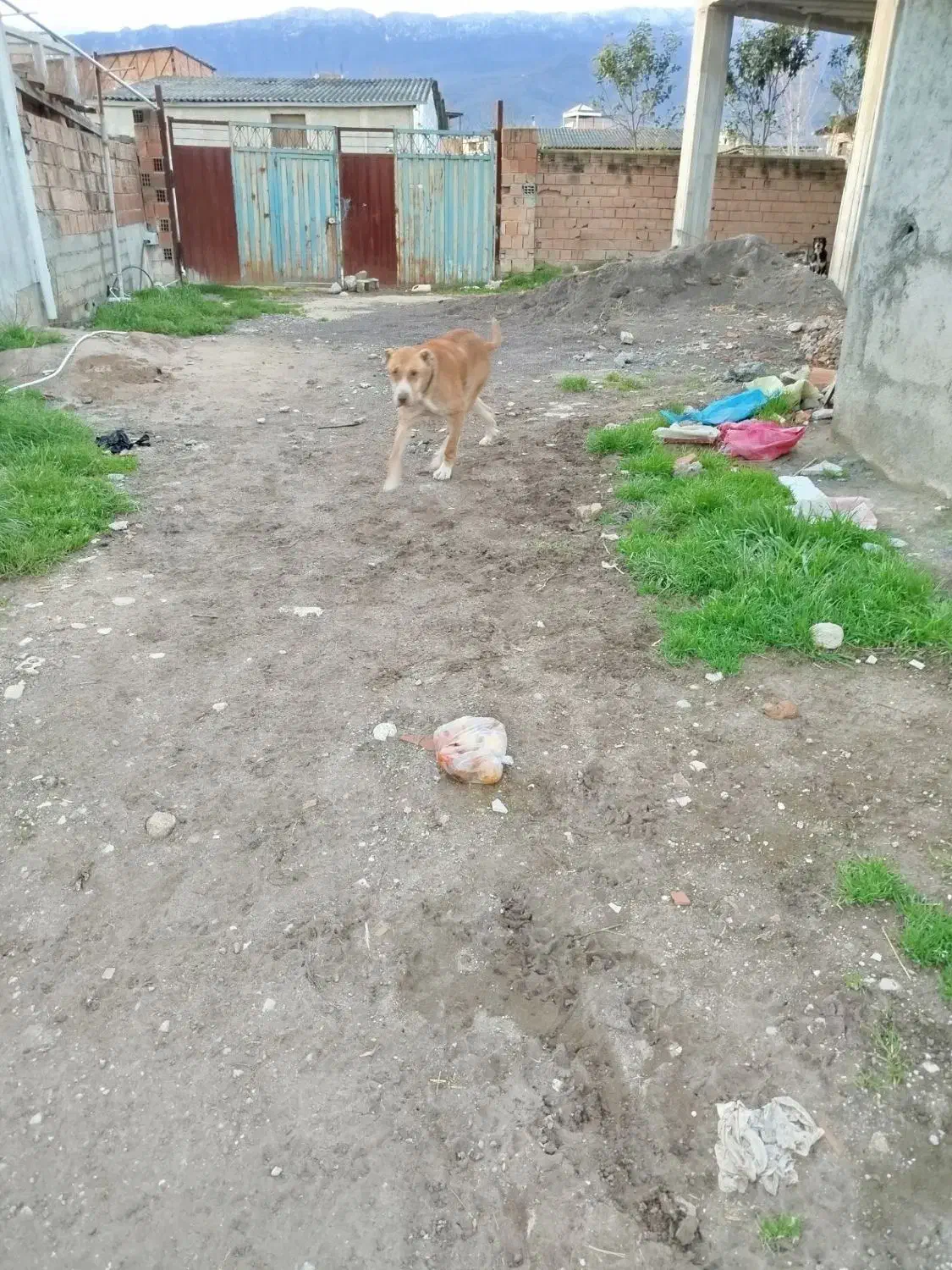 واگذاری سگ|سگ|گرگان, |دیوار