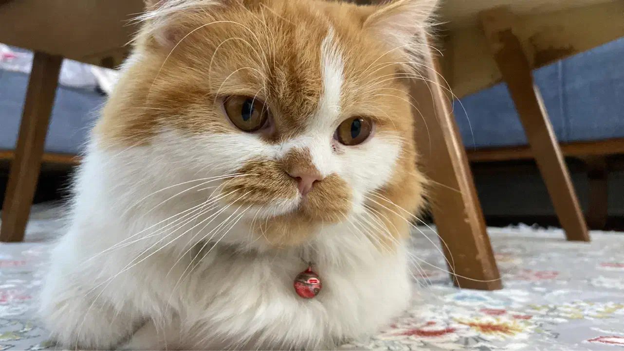 گربه نر بریتیش|گربه|قم, انصارالحسین|دیوار