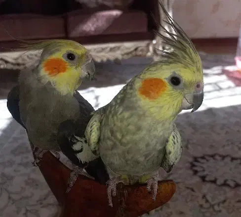 عروس هلندی جفت مولد سخنگو|پرنده|فولادشهر, B4|دیوار