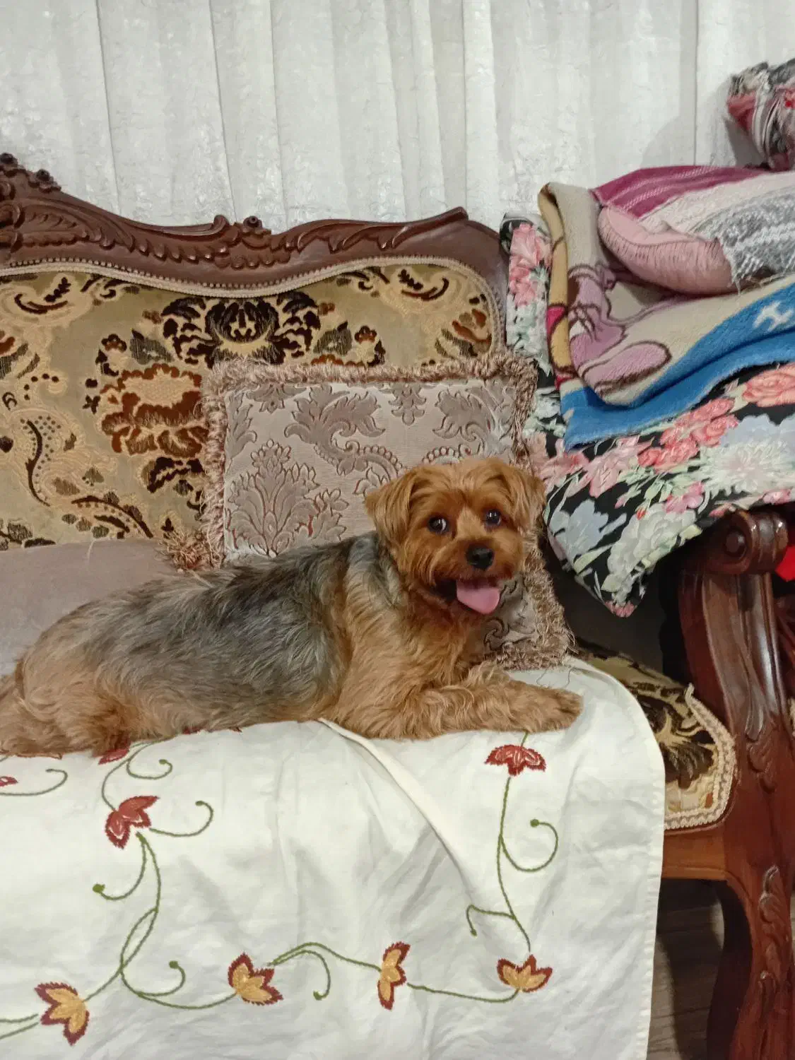 فروشی|سگ|کرج, حیدرآباد|دیوار