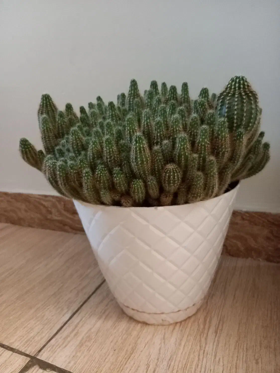 گل کاکتوس درجه ۱|گل و گیاه طبیعی|رباطکریم, رباطکریم|دیوار