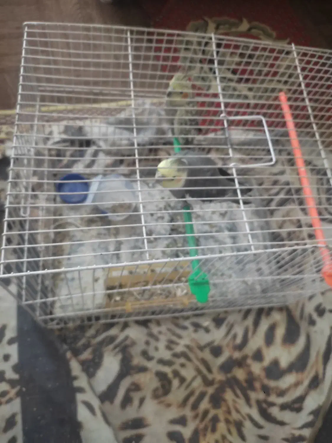 عروس هلند|پرنده|تایباد, |دیوار