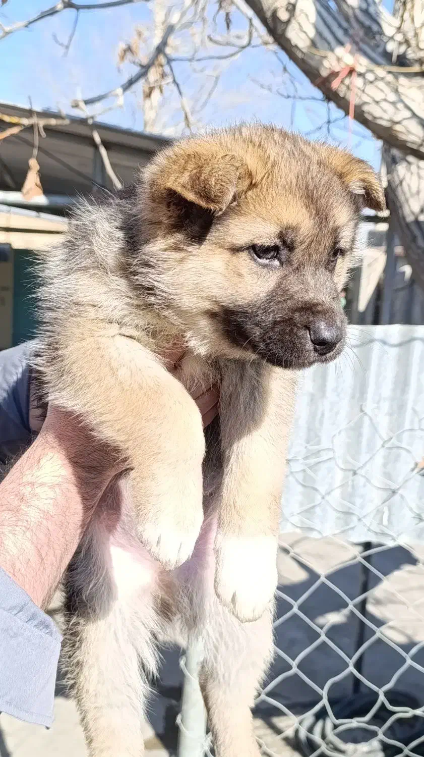 توله ژرمن|سگ|شهریار, رزکان|دیوار