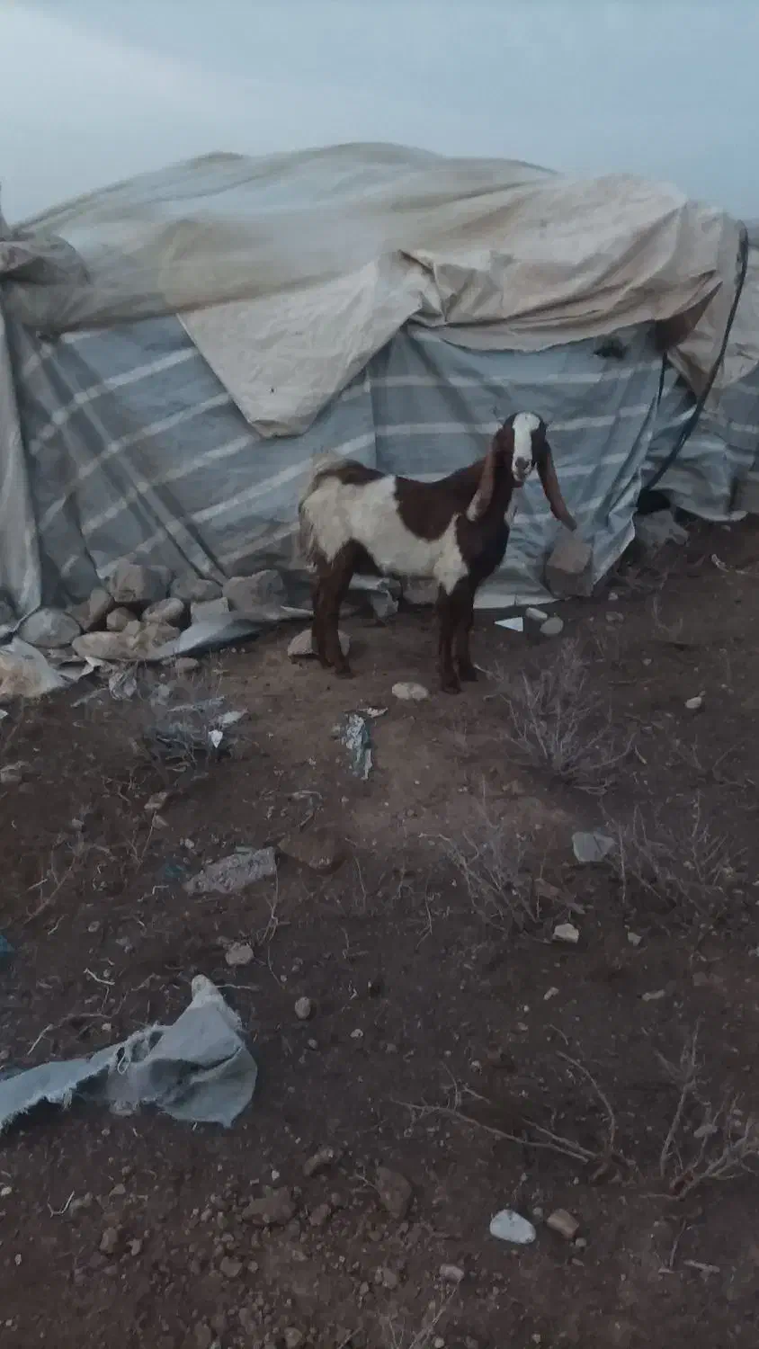 بیگ چاق|حیوانات مزرعه|شوش, |دیوار