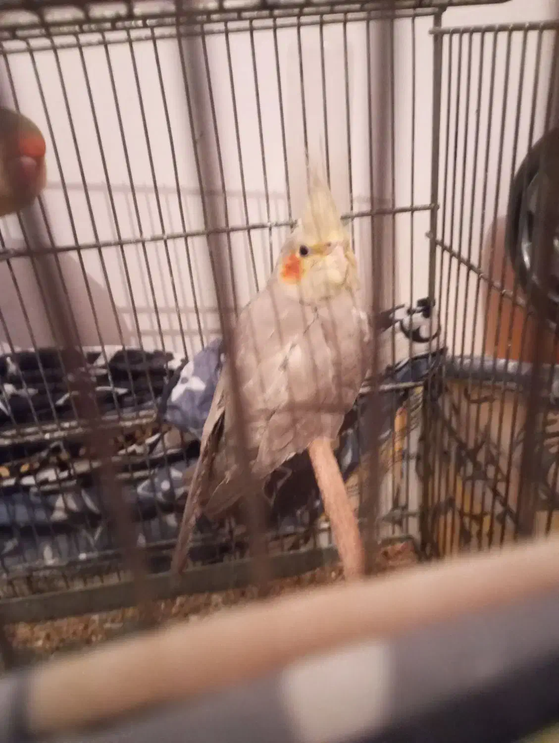 عروس هلندی|پرنده|محمدشهر, شهرک پیام (مهرالبرز)|دیوار