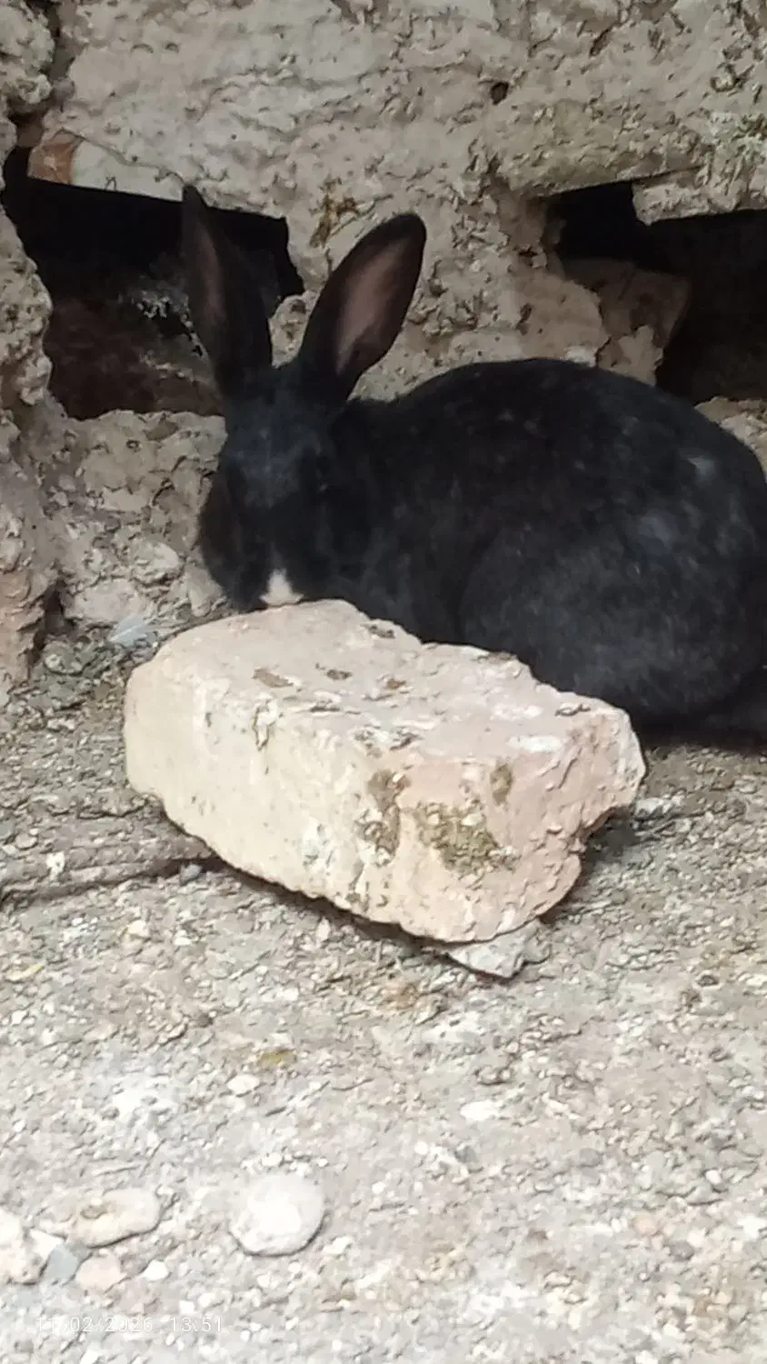 خرگوش|موش و خرگوش|بیرجند, |دیوار