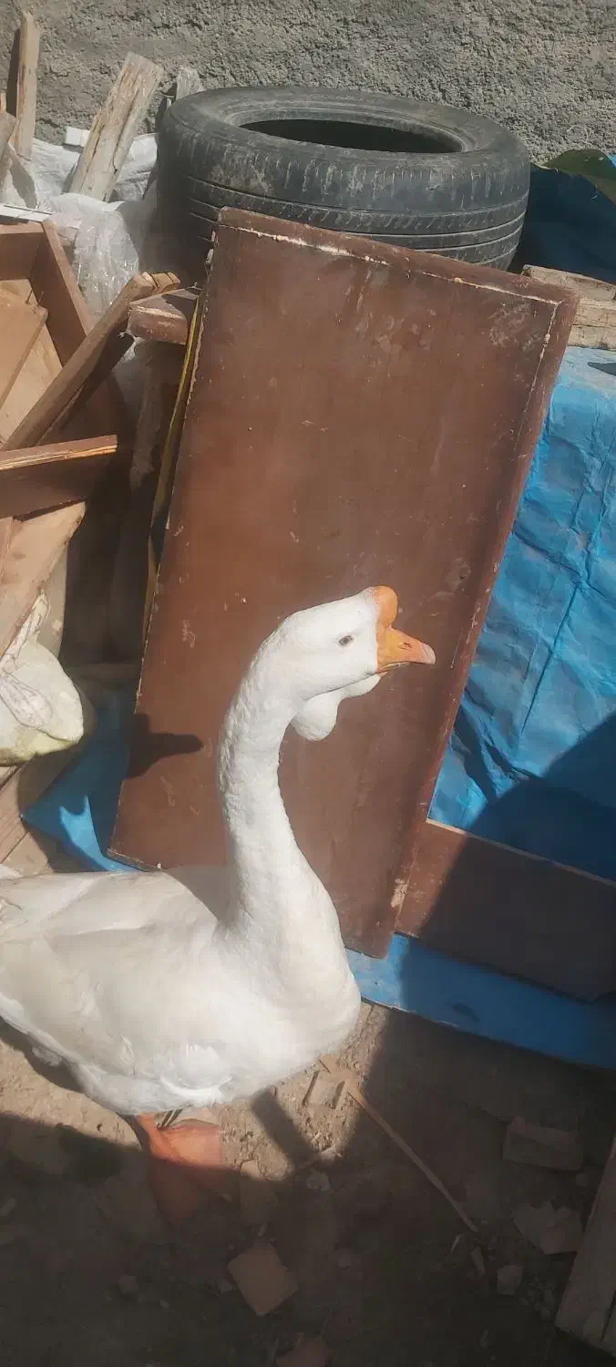 قوقاز|حیوانات مزرعه|گرگان, |دیوار