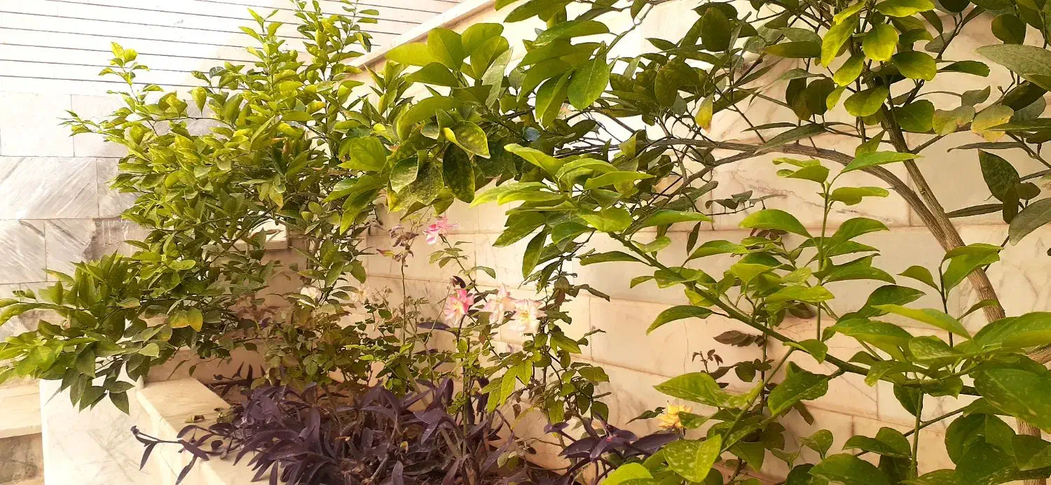 زیر زمین گلخانه ای راه جدا مرکز شهر|اجارهٔ خانه و ویلا|کاشان, گبرها|دیوار