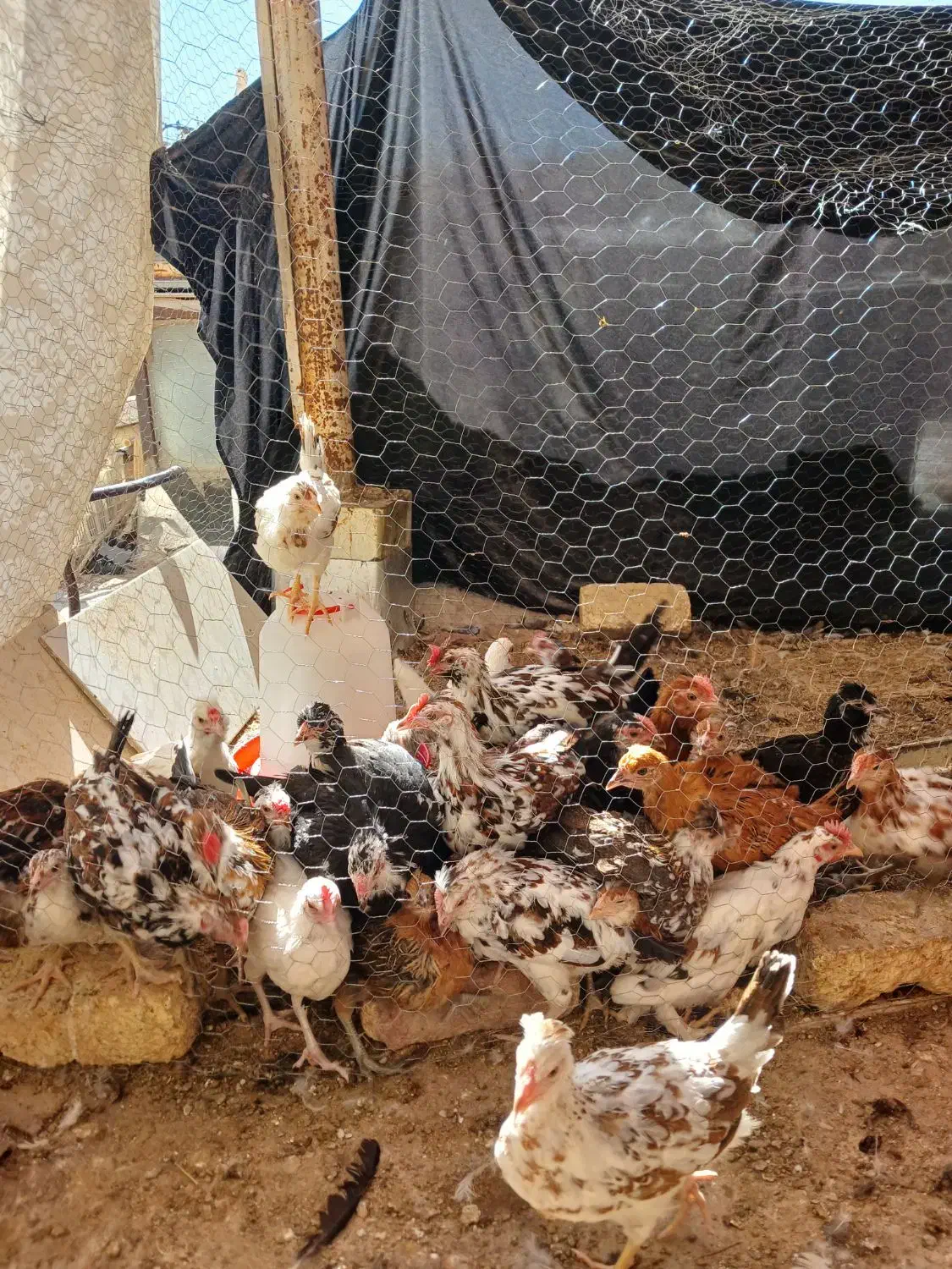 جوجه،مرغ|حیوانات مزرعه|خمینیشهر, |دیوار