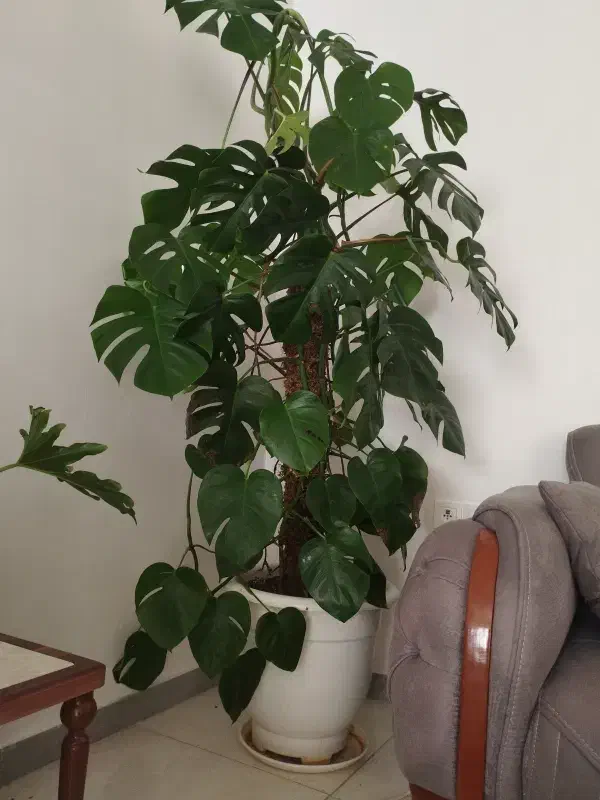 گل طبیعی|گل و گیاه طبیعی|الوند, |دیوار