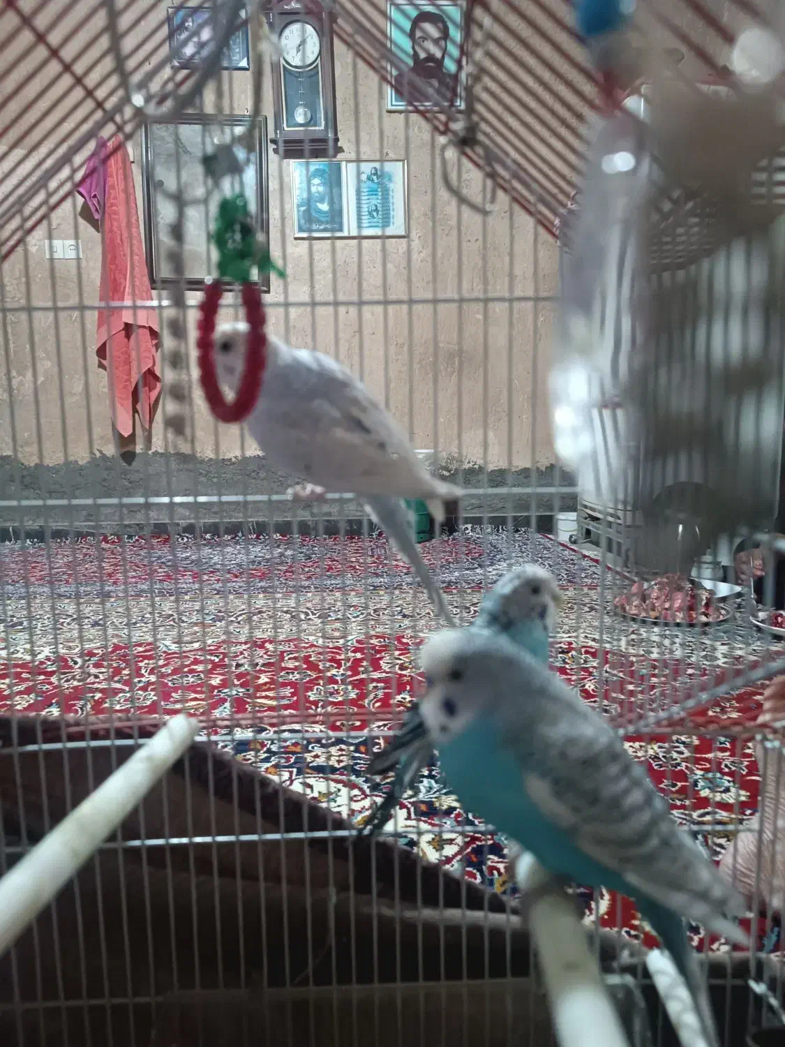 مرغ عشق|پرنده|اندیمشک, |دیوار