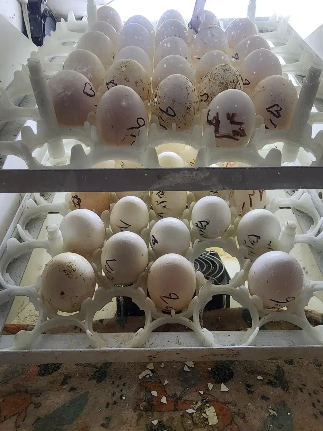 تخم مرغ نطفه دار|حیوانات مزرعه|فلاورجان, |دیوار