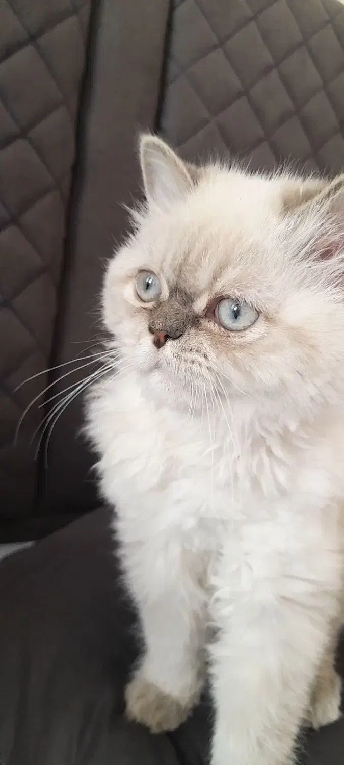 بریتیش نر اصیل و زیبا|گربه|فولادشهر, C8|دیوار