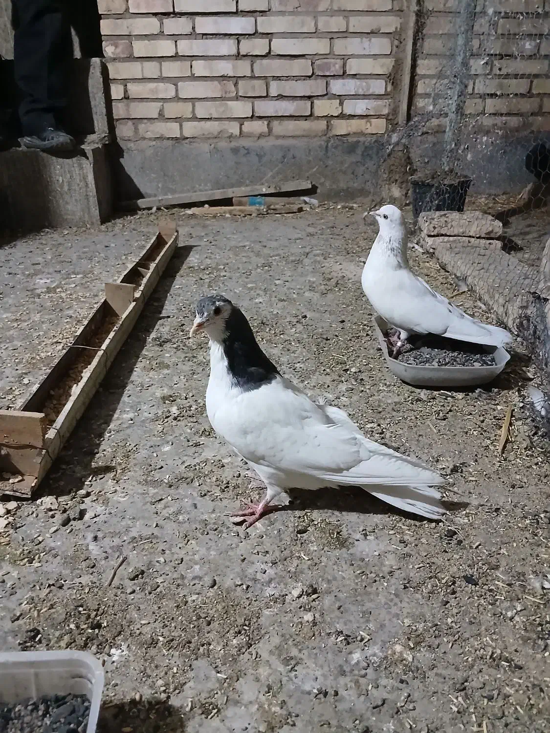 کبوتر پر و سیاه پشت|پرنده|نجف‌آباد, جامی|دیوار