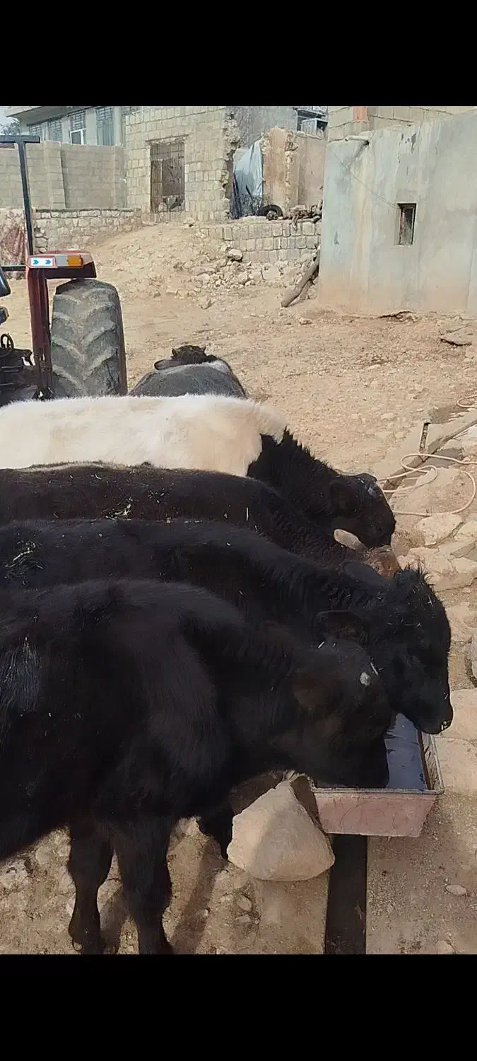 گوساله نر کوردی|حیوانات مزرعه|چرداول, |دیوار