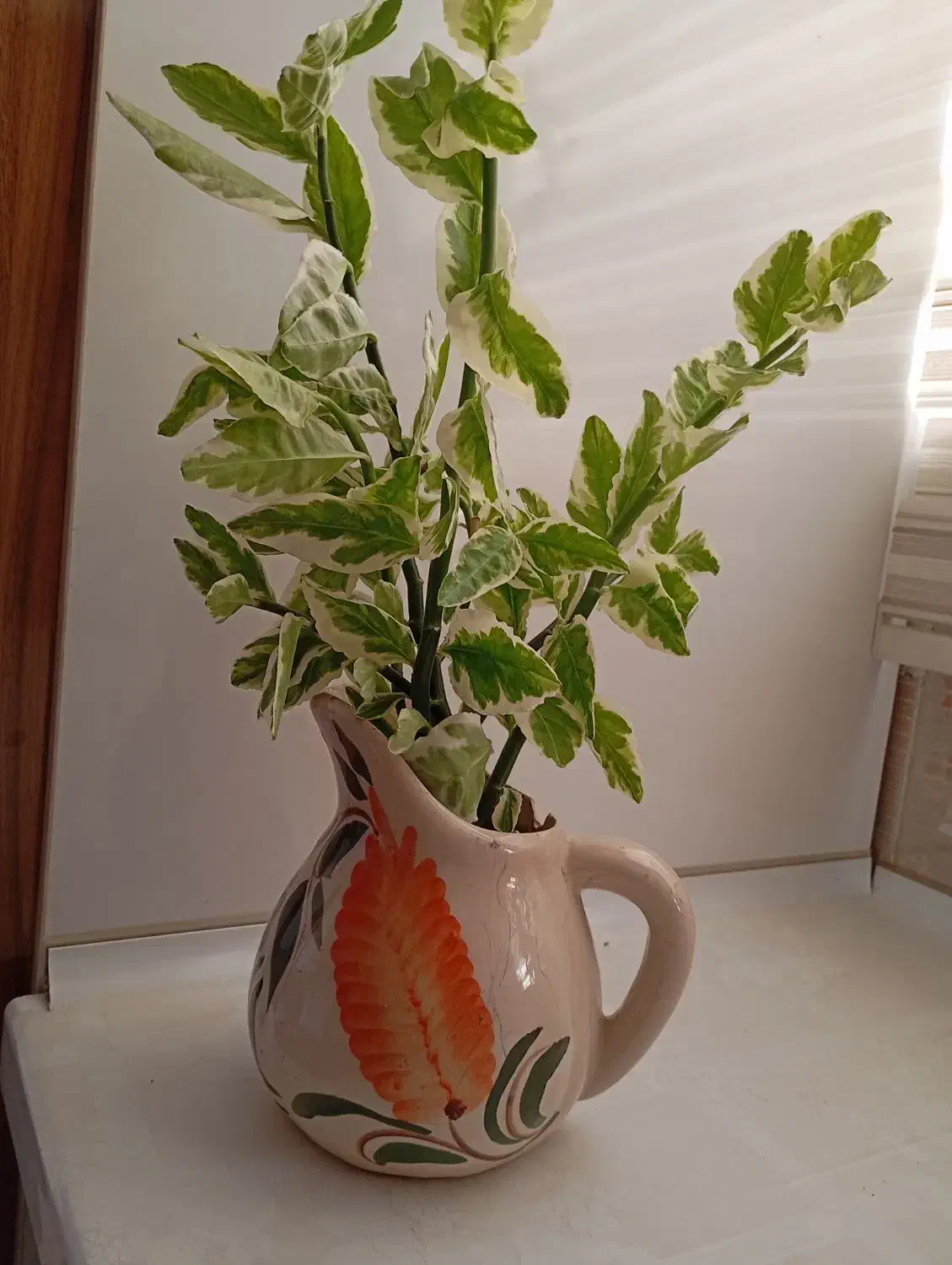 گل و گیاه|گل و گیاه طبیعی|شاهین دژ, |دیوار