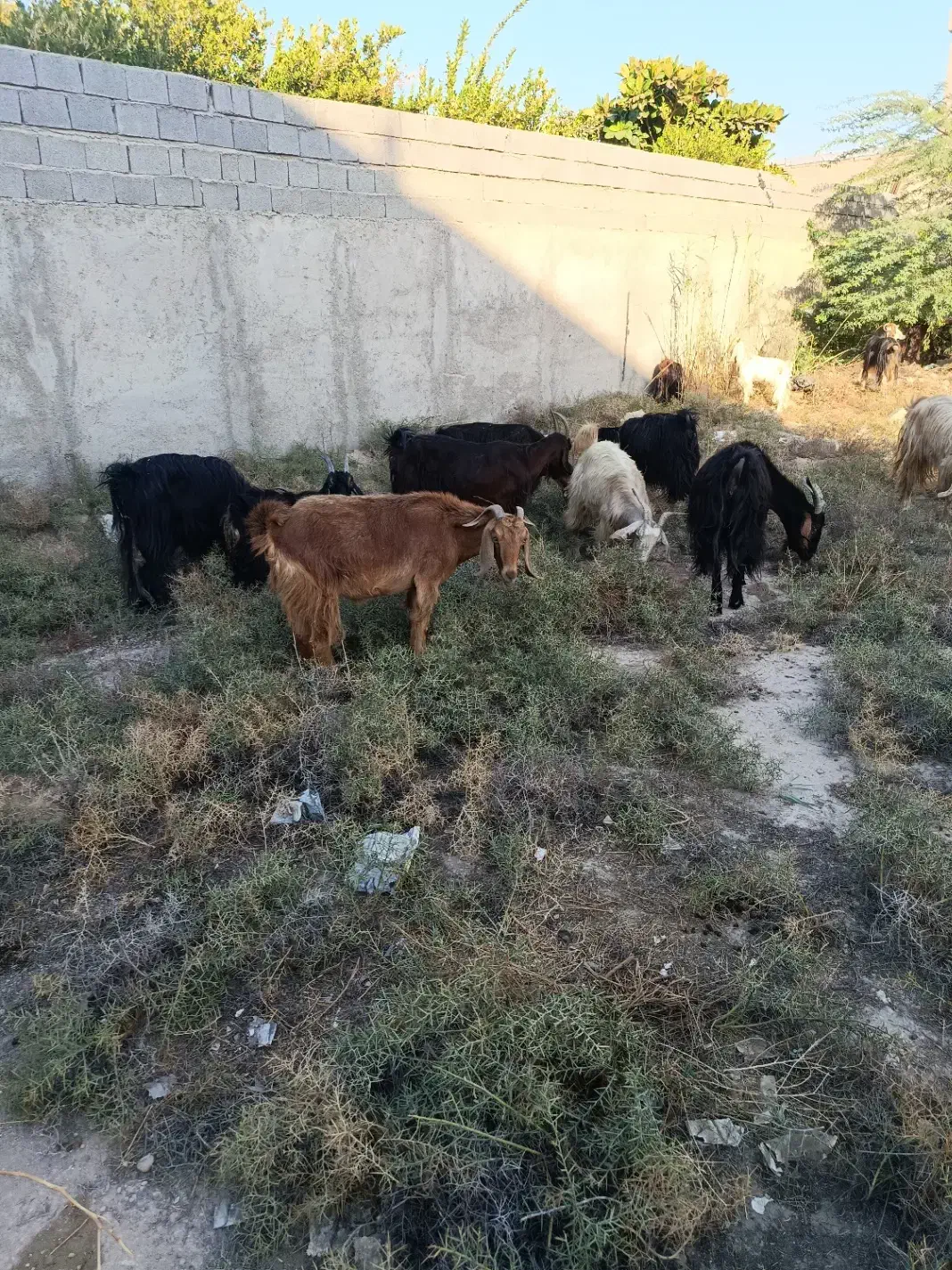تعداد 20راس بز کهر ه دار داشتی|حیوانات مزرعه|بندر گناوه, |دیوار