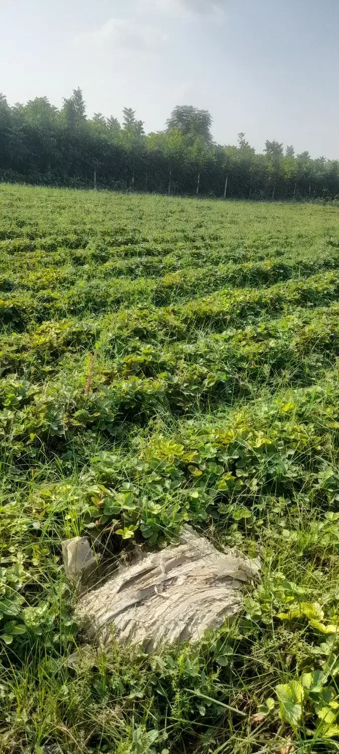 نهال توت فرنگی سابرینا|گل و گیاه طبیعی|خان ببین, |دیوار