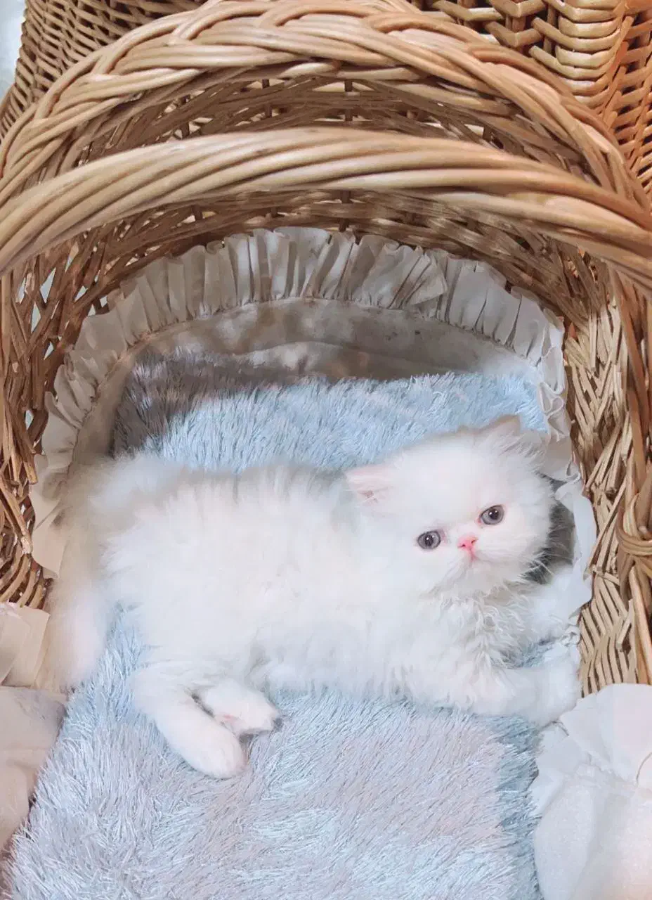 دنیای زیبای پرشین های شجره دار|گربه|شیراز, ارم|دیوار