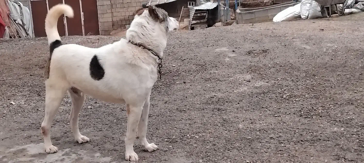 سگ دورگه|سگ|سرپل ذهاب, |دیوار